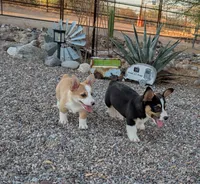 Cruise , a male Pembroke Welsh Corgi for sale in Casa Grande, AZ – 7 of 8