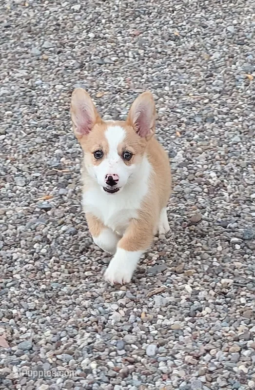 Churro  – Pembroke Welsh Corgi puppy for sale in Casa Grande, AZ