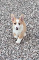 Churro , a female Pembroke Welsh Corgi for sale in Casa Grande, AZ – 1 of 10
