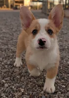 Churro , a female Pembroke Welsh Corgi for sale in Casa Grande, AZ – 7 of 10