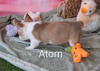 Atom, a male Pembroke Welsh Corgi for sale in Casa Grande, AZ – Photo 4 of 10