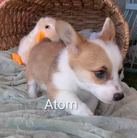 Atom, a male Pembroke Welsh Corgi for sale in Casa Grande, AZ – Photo 5 of 10