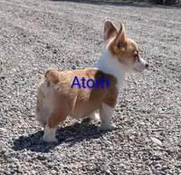 Atom, a male Pembroke Welsh Corgi for sale in Casa Grande, AZ – 2 of 10