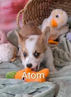 Atom, a male Pembroke Welsh Corgi for sale in Casa Grande, AZ – Photo 2 of 10