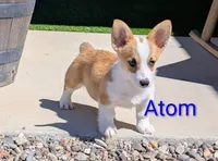 Atom, a male Pembroke Welsh Corgi for sale in Casa Grande, AZ – 8 of 10