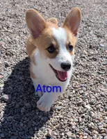 Atom, a male Pembroke Welsh Corgi for sale in Casa Grande, AZ – 10 of 10