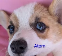 Atom, a male Pembroke Welsh Corgi for sale in Casa Grande, AZ – 5 of 10