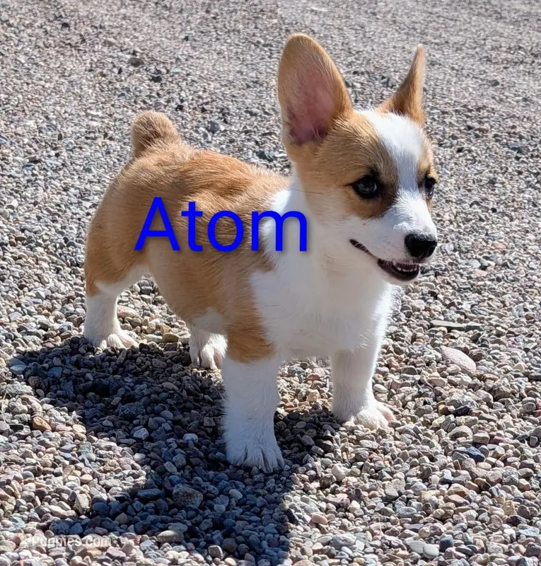 Atom – Pembroke Welsh Corgi puppy for sale in Casa Grande, AZ