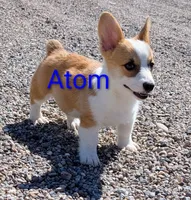 Atom, a male Pembroke Welsh Corgi for sale in Casa Grande, AZ – 1 of 10