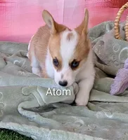 Atom, a male Pembroke Welsh Corgi for sale in Casa Grande, AZ – Photo 3 of 10