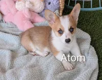 Atom, a male Pembroke Welsh Corgi for sale in Casa Grande, AZ – Photo 1 of 10