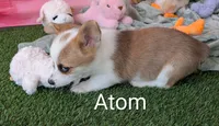 Atom, a male Pembroke Welsh Corgi for sale in Casa Grande, AZ – Photo 8 of 10