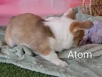 Atom, a male Pembroke Welsh Corgi for sale in Casa Grande, AZ – Photo 6 of 10