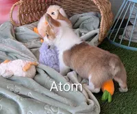 Atom, a male Pembroke Welsh Corgi for sale in Casa Grande, AZ – Photo 9 of 10