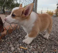 Churro , a female Pembroke Welsh Corgi for sale in Casa Grande, AZ – 9 of 10