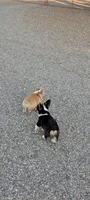 Cruise , a male Pembroke Welsh Corgi for sale in Casa Grande, AZ – 8 of 8