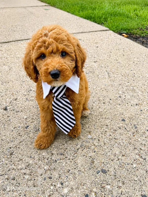 Slade  – Miniature Goldendoodle puppy for sale in Grosse Pointe, MI