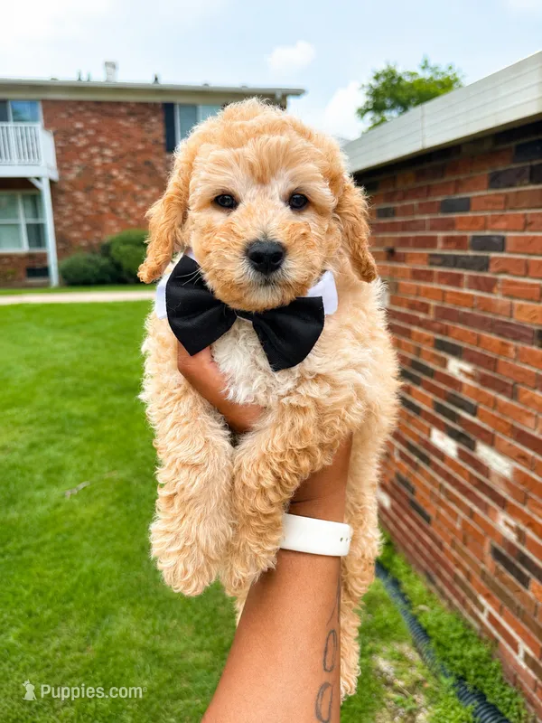 Saxon – Miniature Goldendoodle puppy for sale in Grosse Pointe, MI