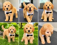 Saxon, a male Miniature Goldendoodle for sale in Grosse Pointe, MI – 1 of 1