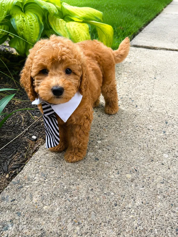 Soren – Miniature Goldendoodle puppy for sale in Grosse Pointe, MI