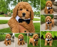 Sylas, a male Miniature Goldendoodle for sale in Grosse Pointe, MI – 1 of 1