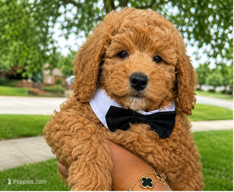 Sylas – Miniature Goldendoodle puppy for sale in Grosse Pointe, MI