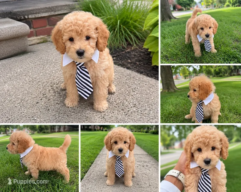Sven – Miniature Goldendoodle puppy for sale in Grosse Pointe, MI