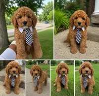 Slade , a male Miniature Goldendoodle for sale in Grosse Pointe, MI – 1 of 1