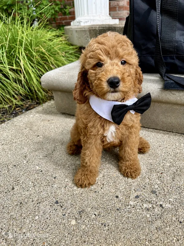Sylas – Miniature Goldendoodle puppy for sale in Grosse Pointe, MI