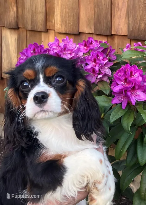 Carly – Cavalier King Charles Spaniel puppy for sale in Dallas, OR
