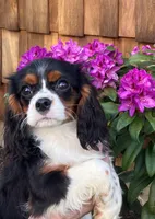 Carly, a female Cavalier King Charles Spaniel for sale in Dallas, OR – 1 of 1