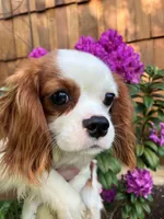 Carmel, a female Cavalier King Charles Spaniel for sale in Dallas, OR – 1 of 1