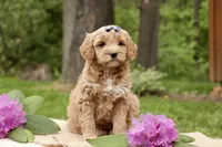Lily, a female Miniature Goldendoodle for sale in Oldtown, MD – 2 of 4