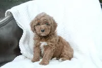 Tucker, a male Miniature Goldendoodle for sale in Oldtown, MD – Photo 5 of 5
