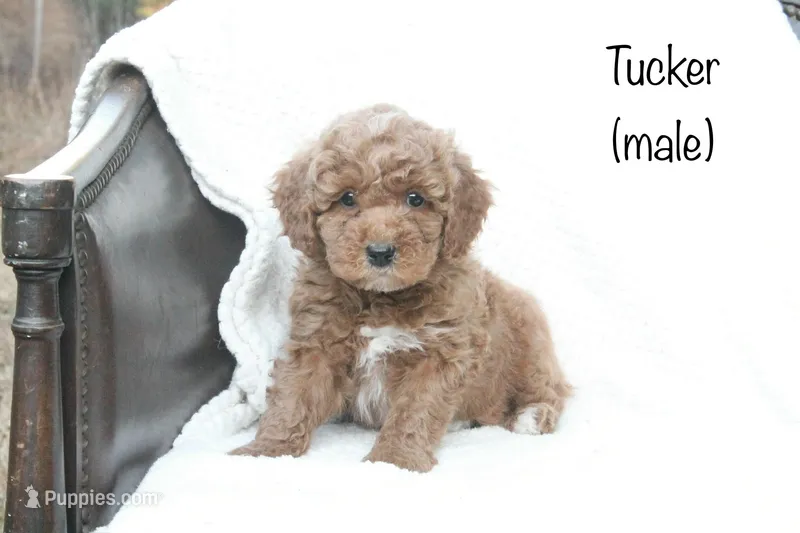Tucker – Miniature Goldendoodle puppy for sale in Oldtown, MD