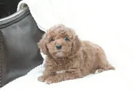 Tucker, a male Miniature Goldendoodle for sale in Oldtown, MD – Photo 3 of 5