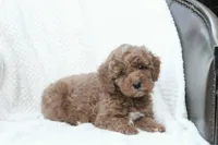 Tucker, a male Miniature Goldendoodle for sale in Oldtown, MD – Photo 4 of 5