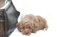Tucker, a male Miniature Goldendoodle for sale in Oldtown, MD – Photo 2 of 5
