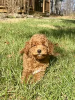 Tucker, a male Miniature Goldendoodle for sale in Oldtown, MD – 6 of 6