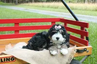 Beauty, a female Miniature Bernedoodle for sale in Oldtown, MD – 4 of 8