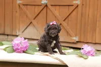 Iris , a female Miniature Goldendoodle for sale in Oldtown, MD – 2 of 5