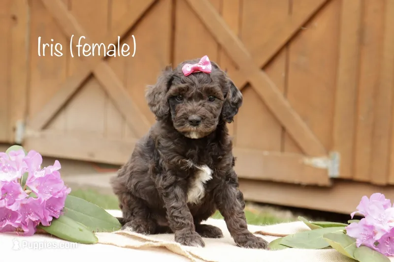 Iris  – Miniature Goldendoodle puppy for sale in Oldtown, MD