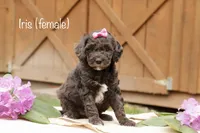 Iris , a female Miniature Goldendoodle for sale in Oldtown, MD – 1 of 5