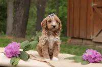 Ivy, a female Miniature Goldendoodle for sale in Oldtown, MD – 3 of 3