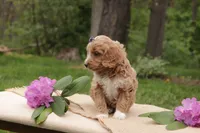Ivy, a female Miniature Goldendoodle for sale in Oldtown, MD – 2 of 3