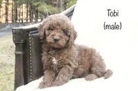 Tobi, a male Miniature Goldendoodle for sale in Oldtown, MD – Photo 1 of 5