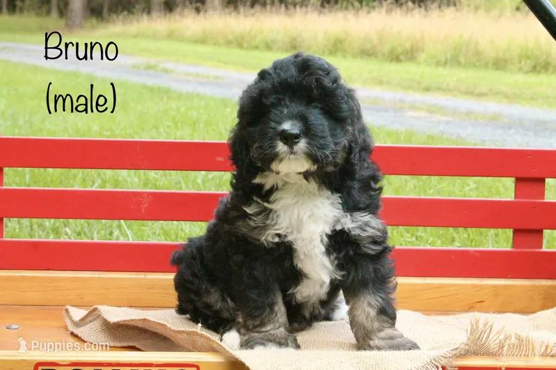 Bruno – Miniature Bernedoodle puppy for sale in Oldtown, MD