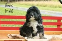Bruno, a male Miniature Bernedoodle for sale in Oldtown, MD – 1 of 4