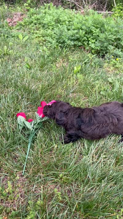 Iris , a female Miniature Goldendoodle for sale in Oldtown, MD – 3 of 5