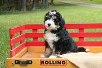 Beauty, a female Miniature Bernedoodle for sale in Oldtown, MD – 3 of 8